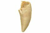 Serrated, Raptor Tooth - Real Dinosaur Tooth #236933-1